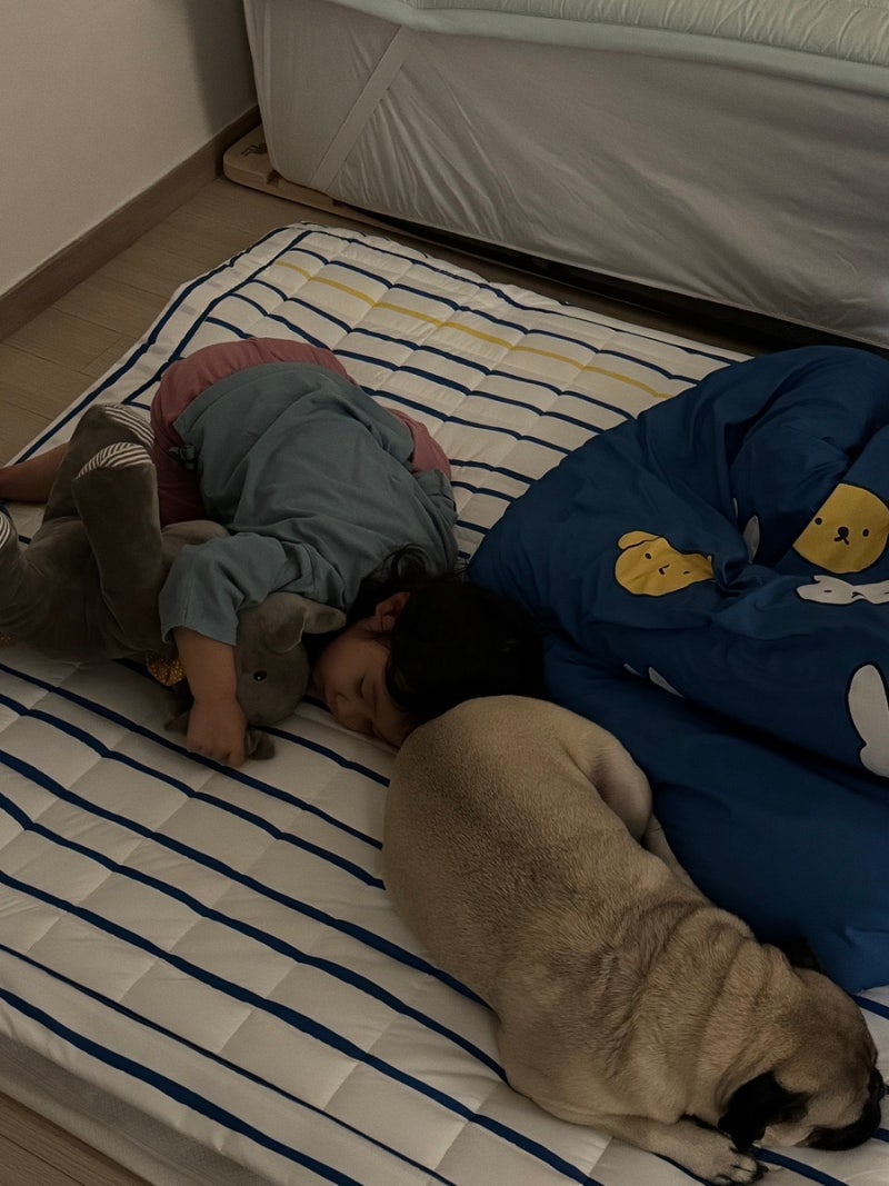 동물병원비 한 번으로 끝나지 않더라고요, KB다이렉트 펫보험 알아본 이유