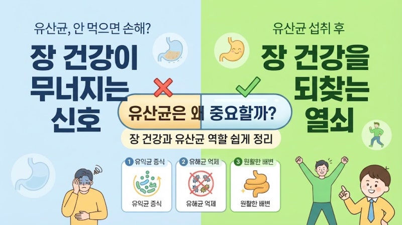 유산균은 왜 중요할까? 장 건강과 유산균 역할 쉽게 정리 - 과민성대장증후군 만성소화불량....