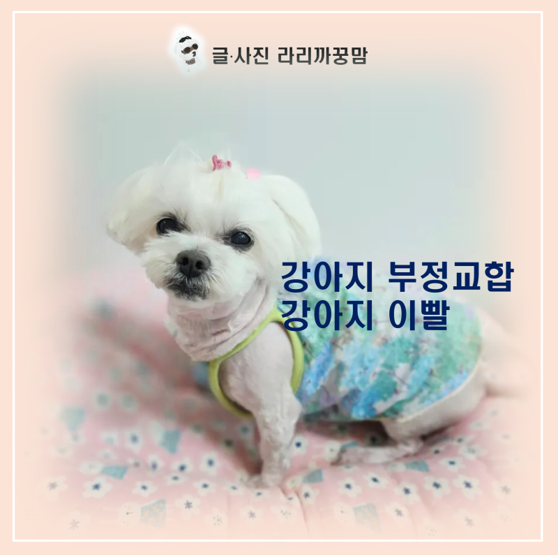 말티즈 언더 교합 원인과 강아지 부정교합 홈케어 수칙