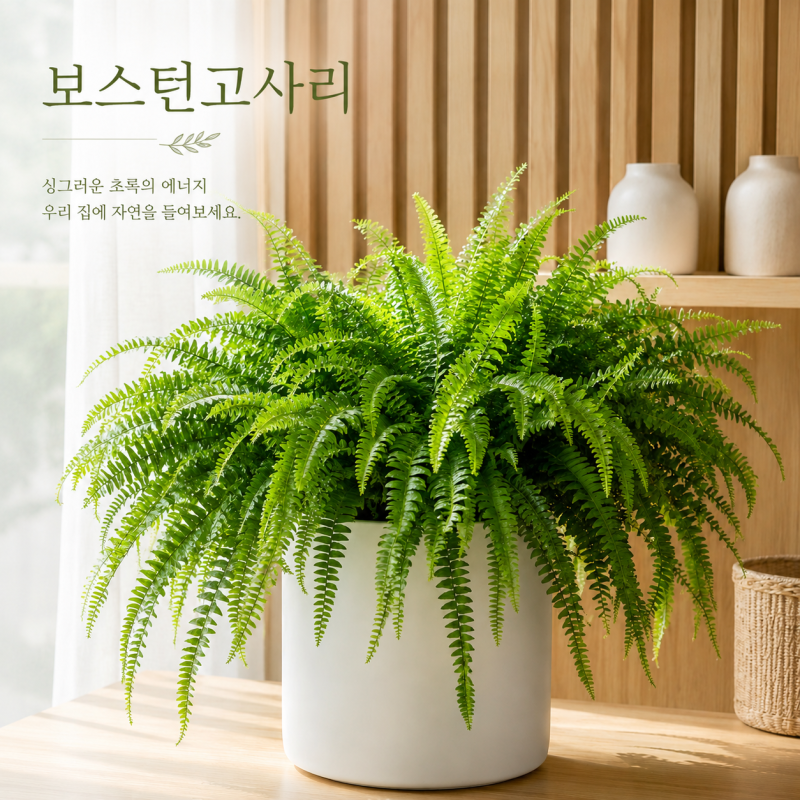 [풍성한 초록 잎이 매력적인 보스턴고사리 키우기] 물주기부터 갈변 원인까지