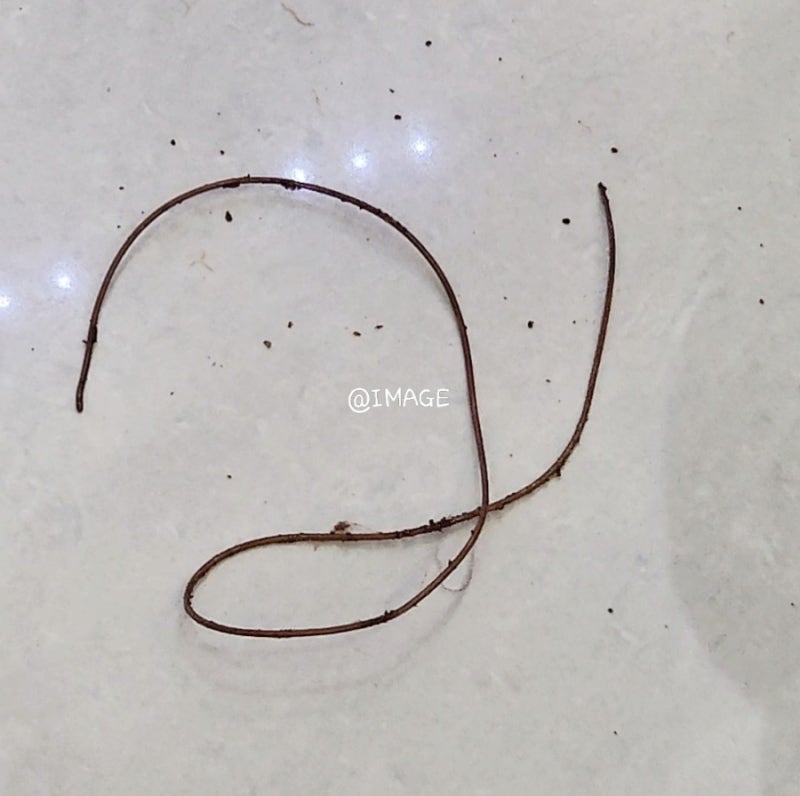 숙주의 뇌를 조종하는 연가시 :: 내 안에도 연가시가 살고 있었다