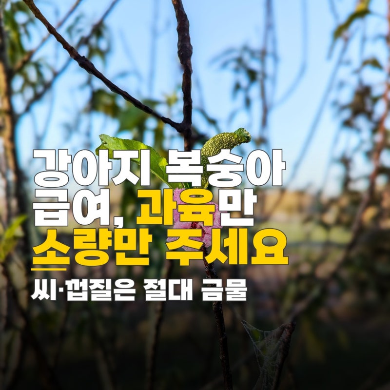 강아지 천도복숭아 강아지 복숭아 급여, 씨 껍질 제외 과육만 소량 안전하게 주는 법