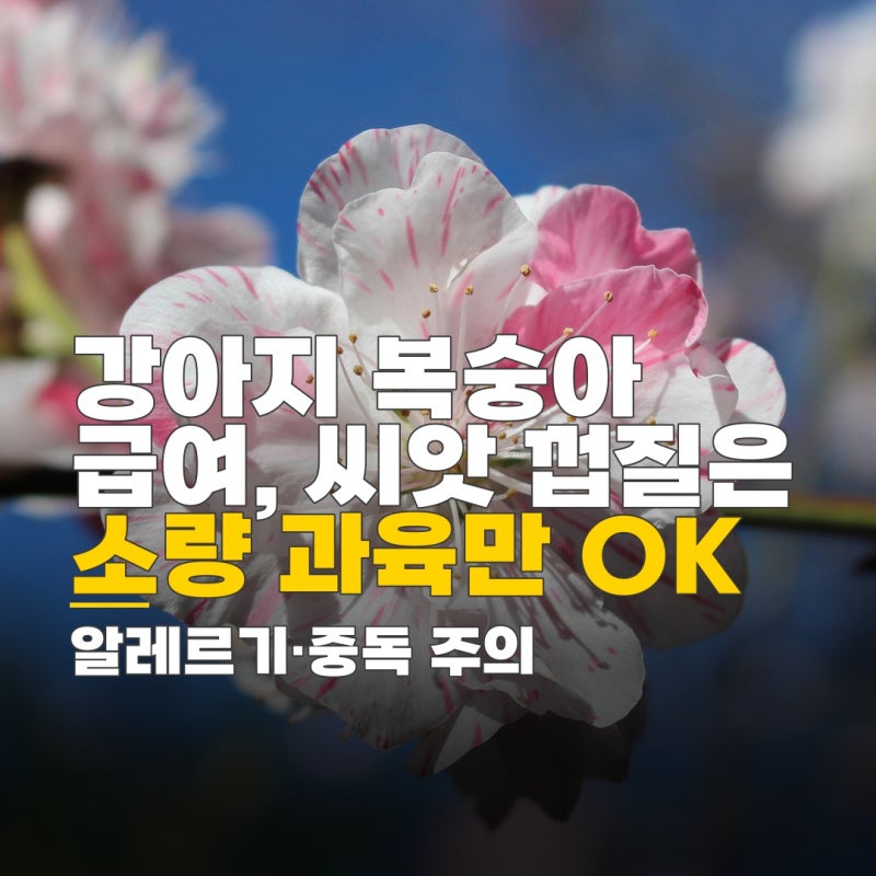 강아지 천도복숭아 강아지 복숭아 급여, 씨앗 껍질 알레르기 주의사항과 급여량 체크