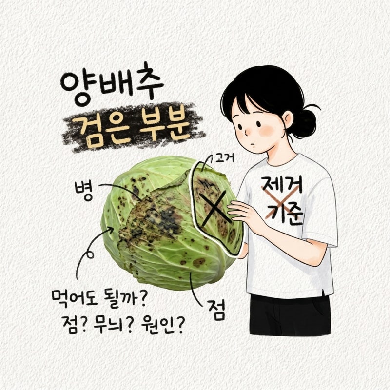 양배추 검은 부분 먹어도 될까? 점 반점 무늬병 원인별 구별과 제거 기준