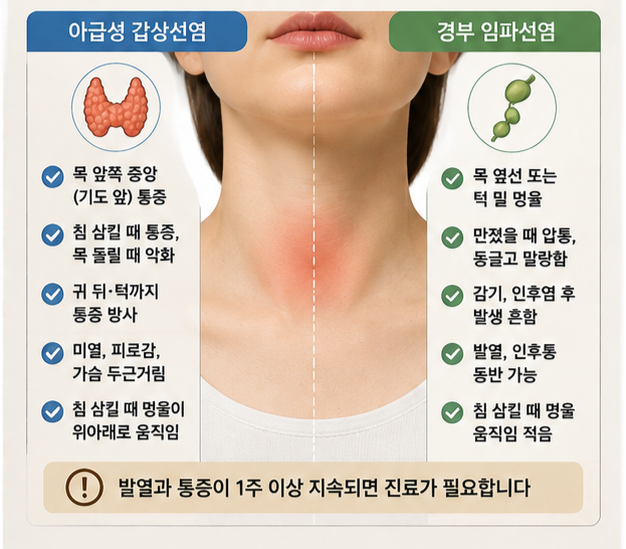 목 앞쪽 멍울 통증, 갑상선염 및 경부 임파선염 자가진단과 병원 가이드