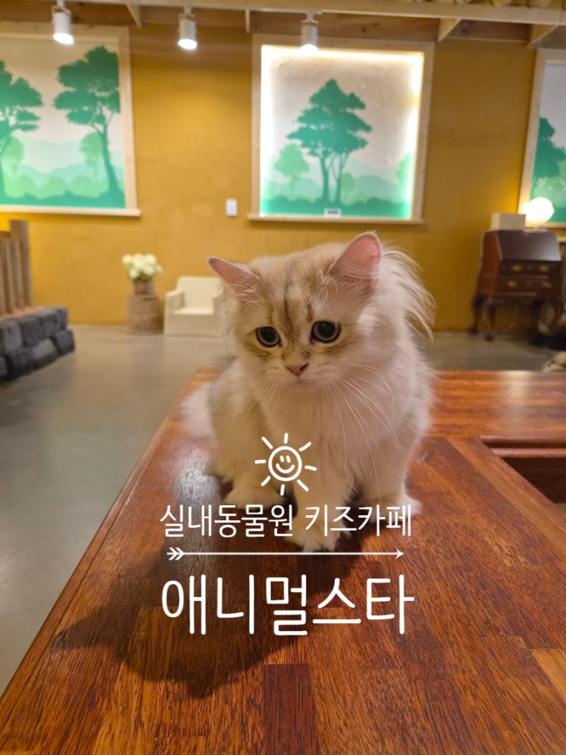 [대전 아이와 가볼 만한 곳] 실내동물원부터 키즈카페까지 알차게 즐기는 ‘애니멀스타’ 내....