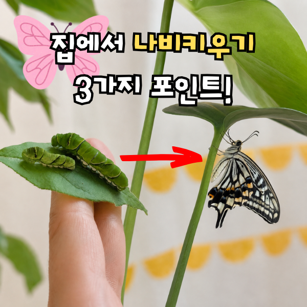 집에서 나비 키우기, 호랑나비 애벌레부터 키워본 후기