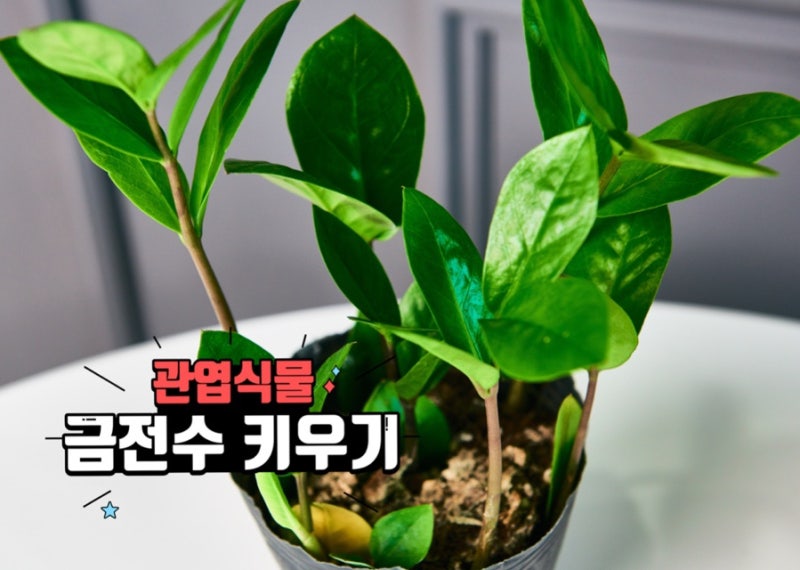 금전수 키우기 분갈이 가지치기 이렇게 하면 꼭 성공해요!
