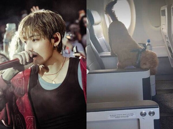 BTS 뷔 기내에 풀린 강아지, 규정 위반 논란…9kg·100cm 이 숫자가 전부입니다