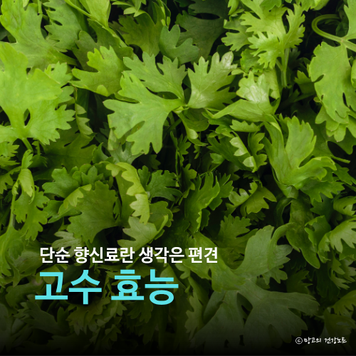 단순 향신료는 편견, 고수 효능 5가지ㅣ부작용, 영양성분, 먹는법, 보관법