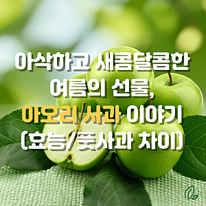 아오리 사과 제철 지금이 딱! 뜻부터 효능, 풋사과와 차이까지 총정리