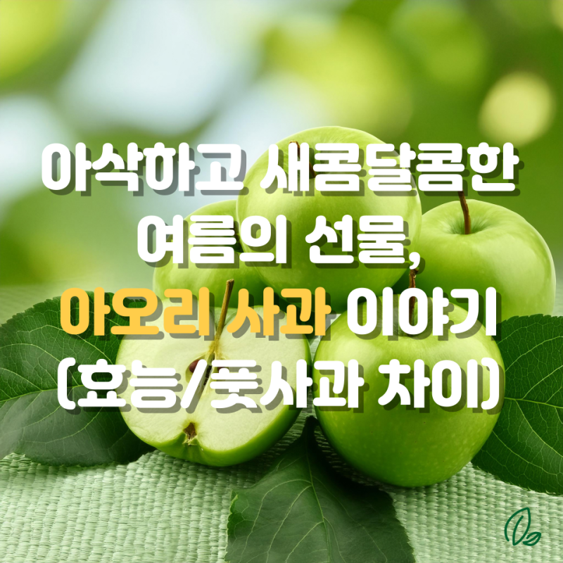 아오리 사과 제철 지금이 딱! 뜻부터 효능, 풋사과와 차이까지 총정리