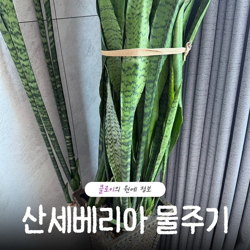 산세베리아 물주기 ‘이것’ 하나면 아주 잘 자랍니다