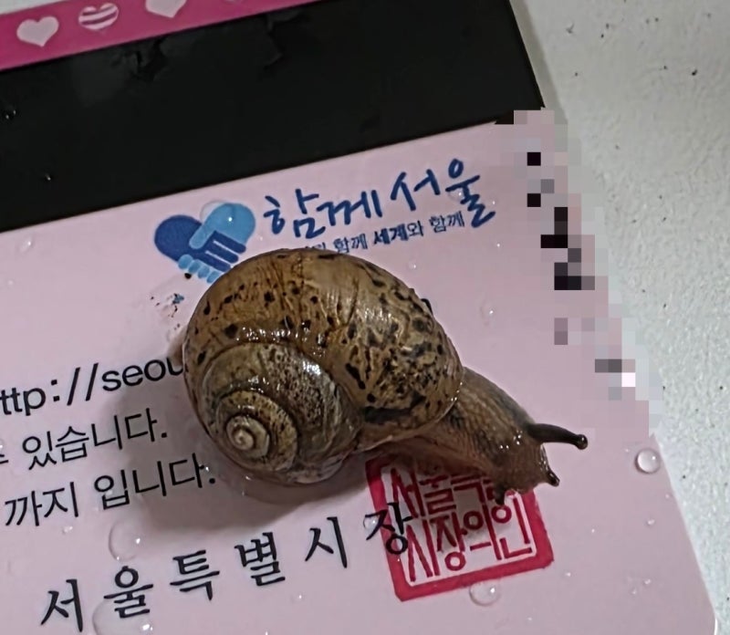 명주 달팽이 키우기 꿀팁 공유 및 후기