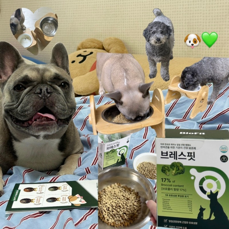 [바이오핏] 브레스 강아지 기관지 영양제 추천, 켁켁거리는 기침 관리 일주일 후기ㅣ기관지 ....