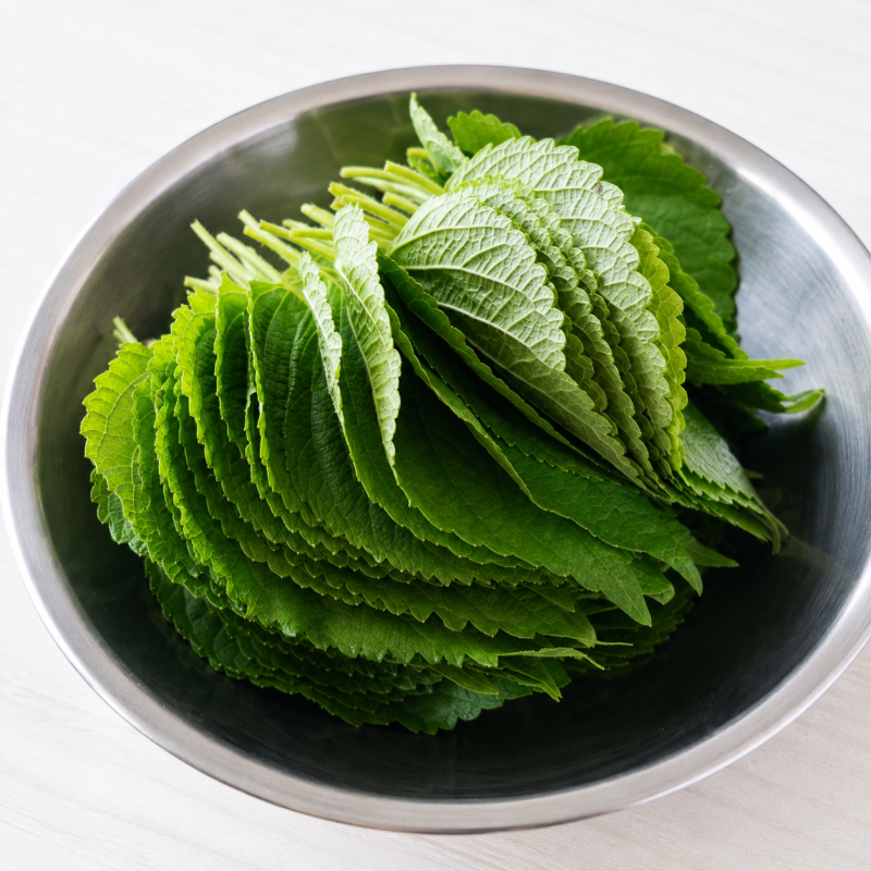 삶은 깻잎도 효능이 있나요? 영양성분과 먹는법 총정리