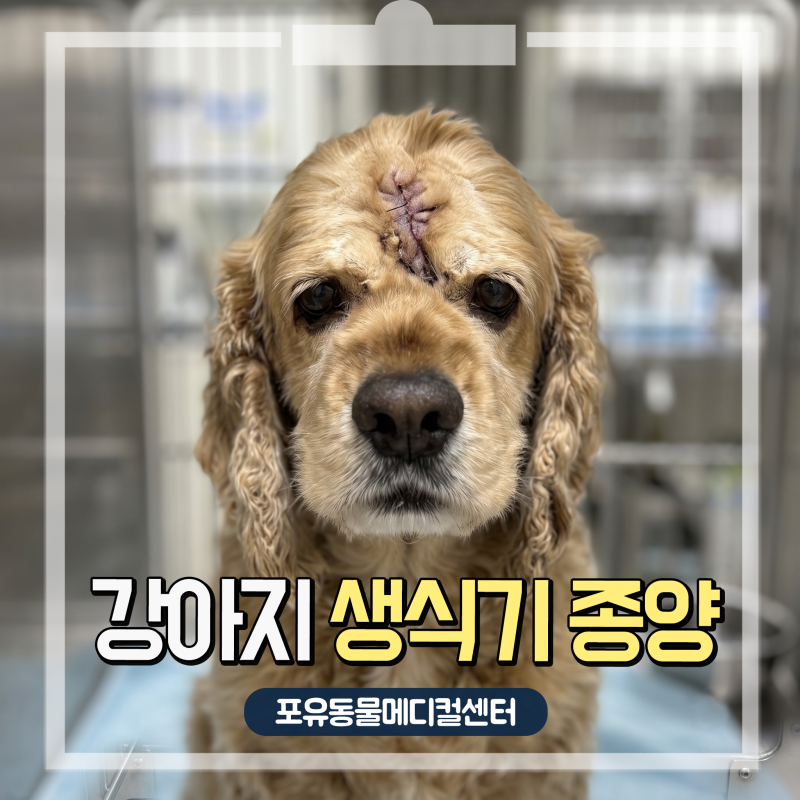 11살 수컷 강아지 생식기 종양 및 피부 종양 제거 수술 후기, 안산 24시 동물병원