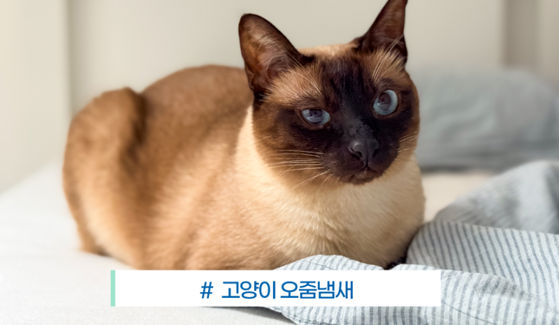 고양이 키우는 집 특유의 냄새? 고양이 오줌냄새 탈취 방법