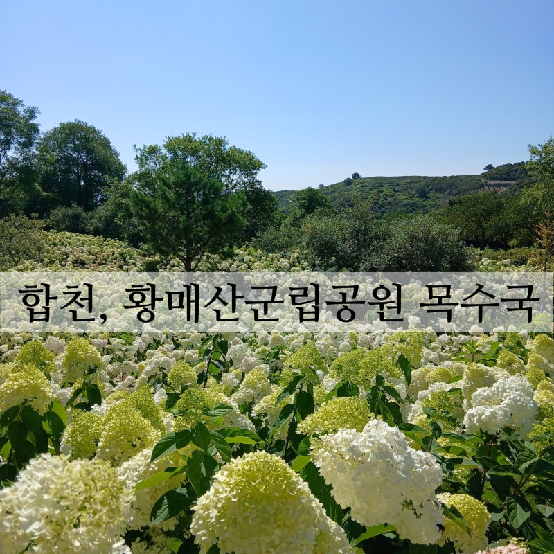 합천 황매산 목수국 역대급으로 예쁜 경남목수국명소 강력추천...^^
