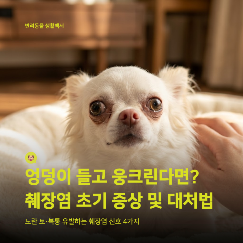 강아지 췌장염 증상 및 원인, cPLI 검사 비용과 사료 관리법 (검사법 4가지, 부작용, 예후 총정....