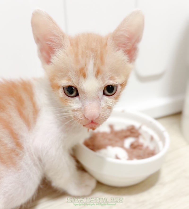 아기 고양이 밥, 새끼 고양이 먹이 분유 이유식 언제부터?