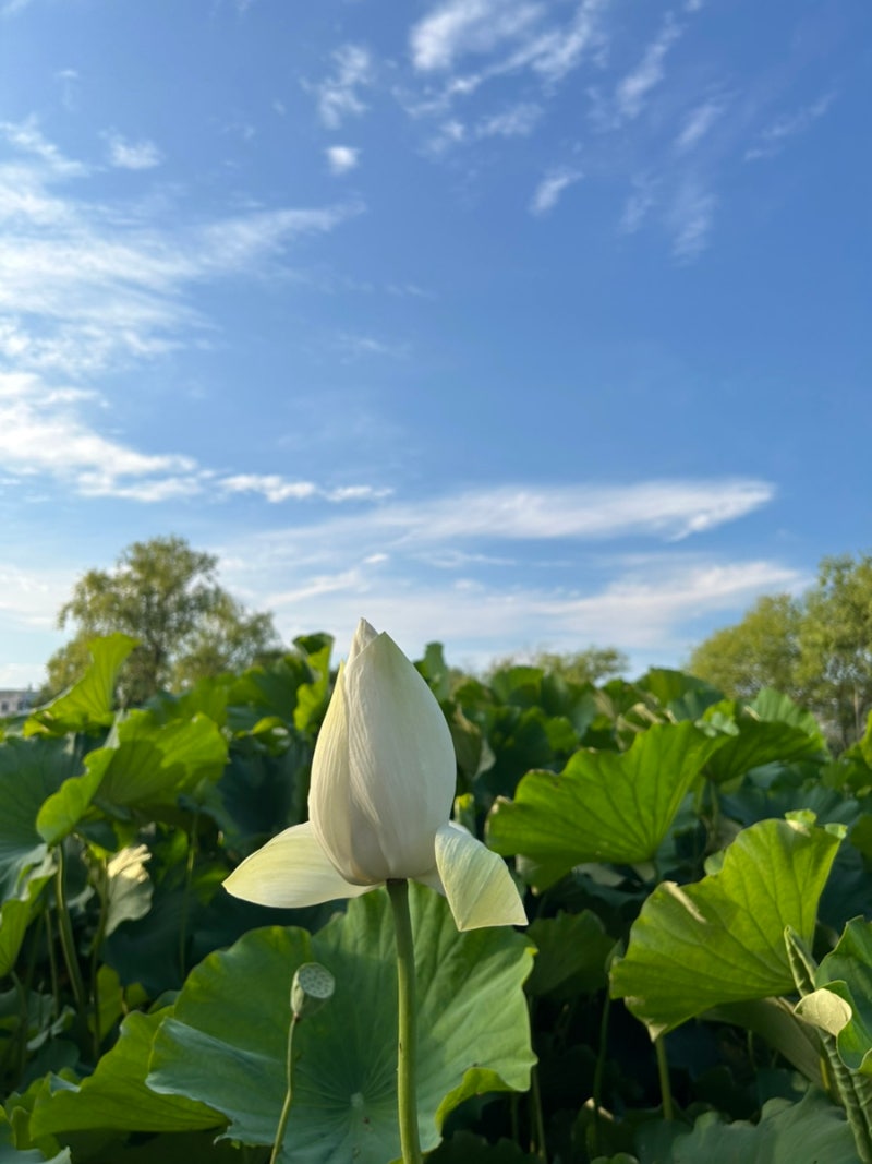 宮南池、薯童公園、抱龍亭、扶余の観光スポット、蓮池、薯童謡