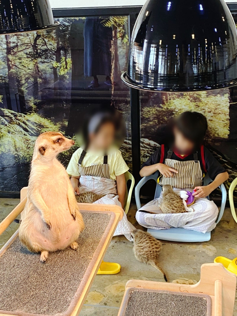 [김포] 미어캣카페 미어캣인더시티 후기 | 아이랑 가기 좋은 구래동 동물카페