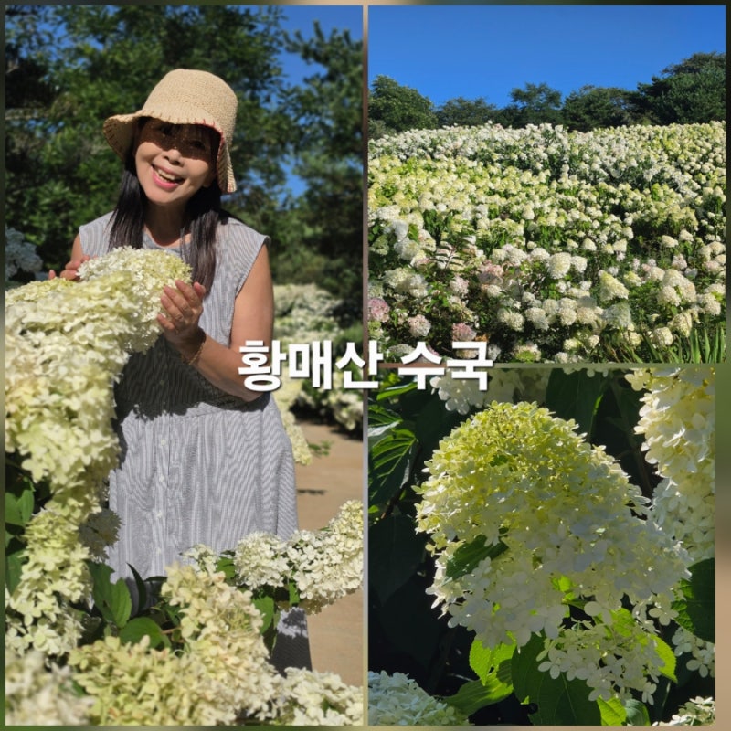 합천 가볼만한곳 황매산 군립공원 유럽수국 경남 수국 명소