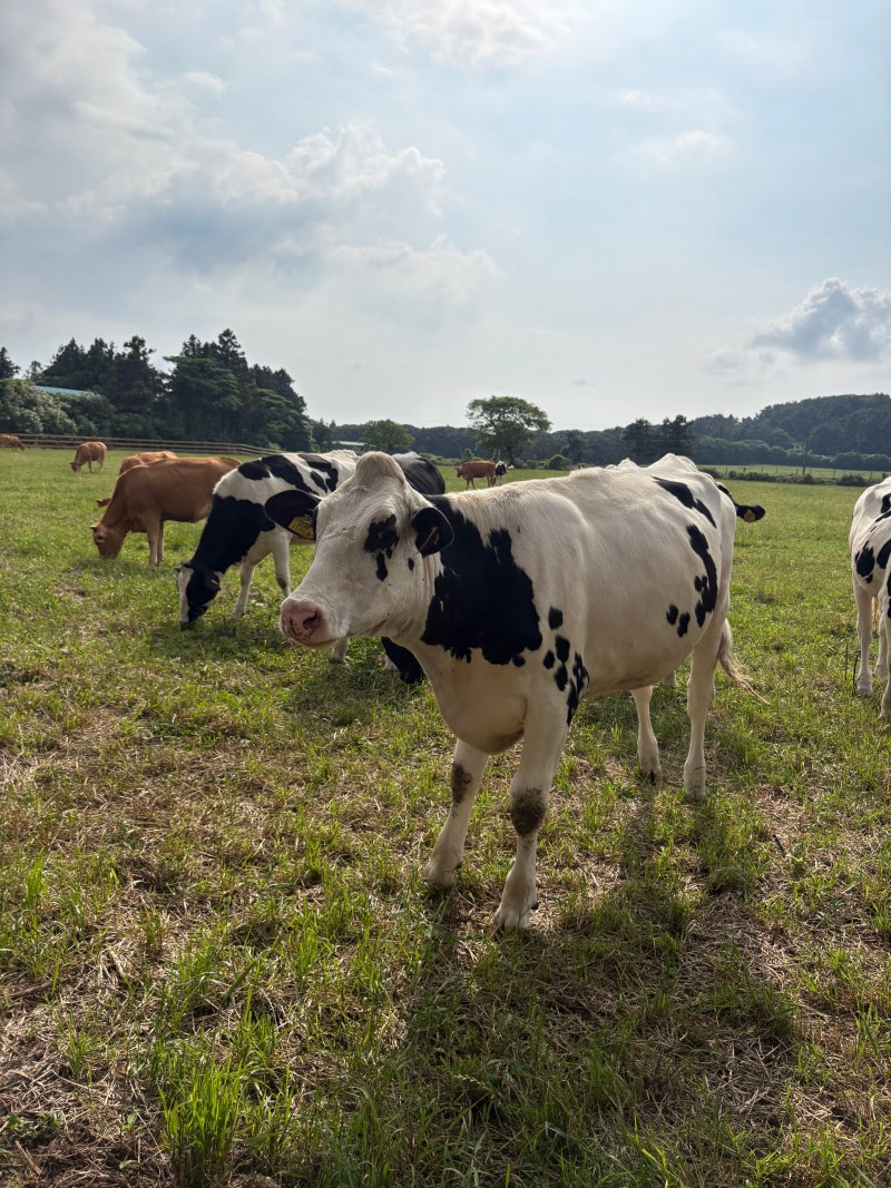 Jeju West Travel Course: Isidor Ranch Photo Zone and "Uyu Budan" Milk Ice Cream Review
