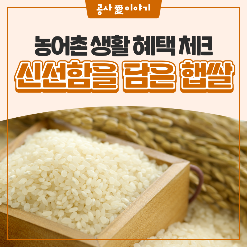 햅쌀은 언제부터 먹을 수 있을까?
