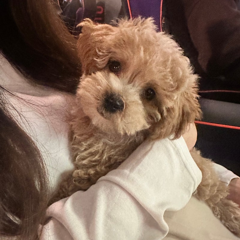 아기 강아지 사료는 얼마나 불리고, 하루 몇 번 먹여야 할까요?