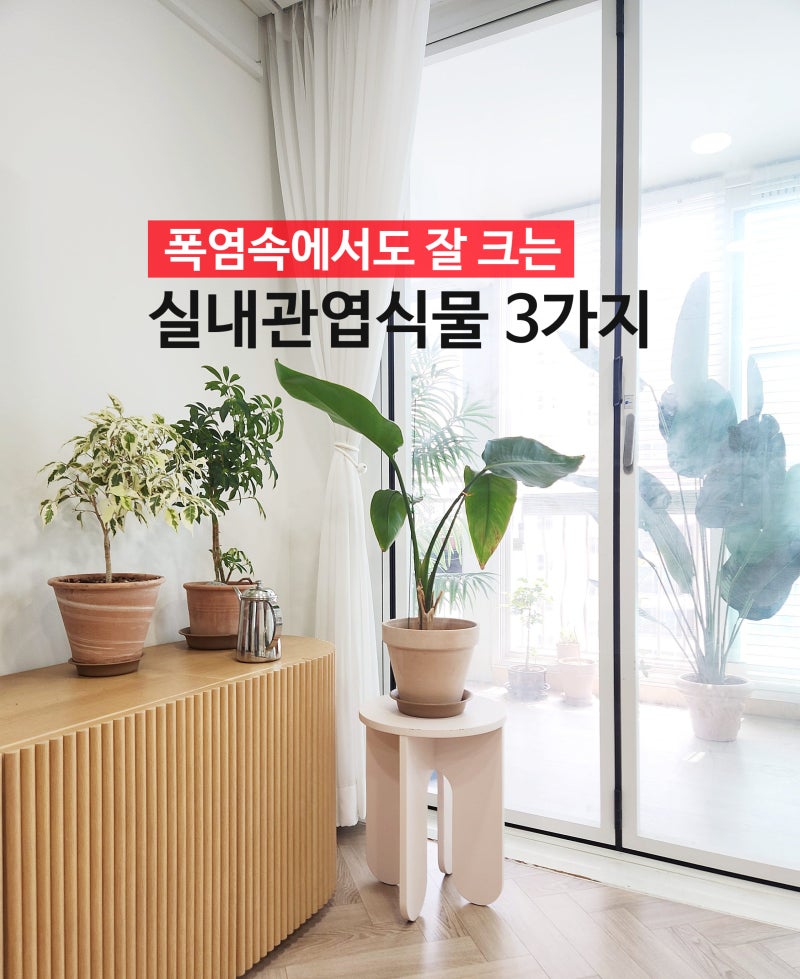 실내 관엽식물 종류 3가지, 무늬벤자민 홍콩야자 여인초 키우기 여름철 관리법