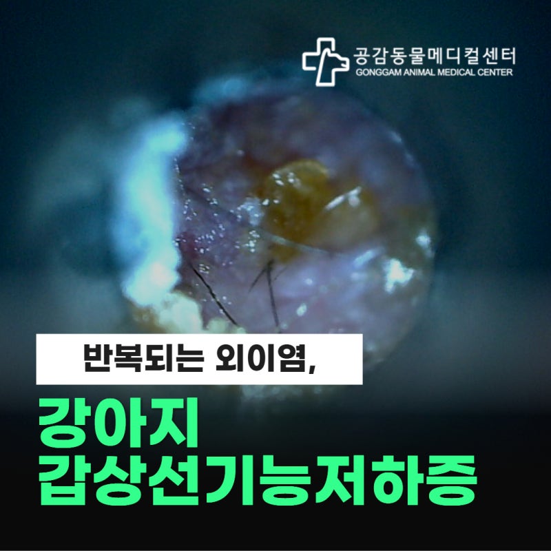강아지 갑상선기능저하증 - 외이염 반복, 건강검진