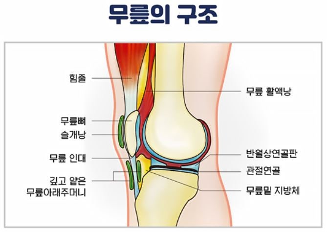 무릎 반월상 연골판이 무엇인가요?