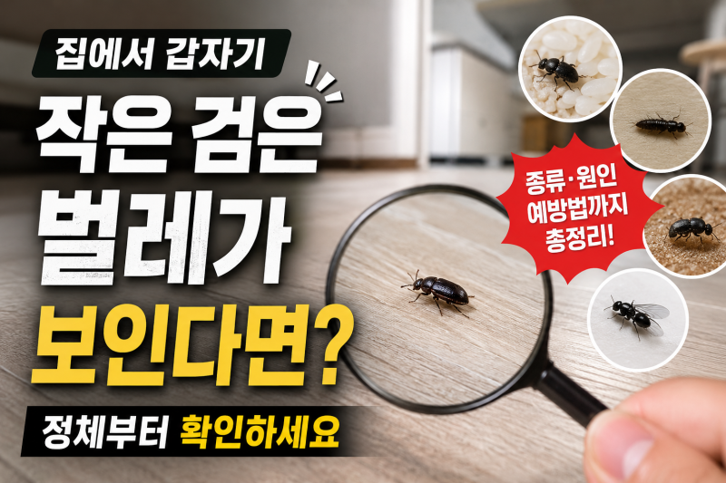 집에서 갑자기 작은 검은 벌레가 보인다면? 정체부터 확인하세요