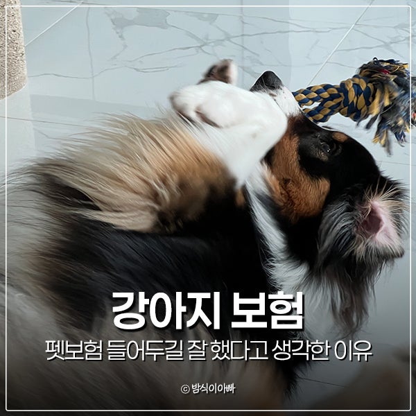 강아지 보험 KB 펫보험 들어두길 잘 했다고 생각한 이유