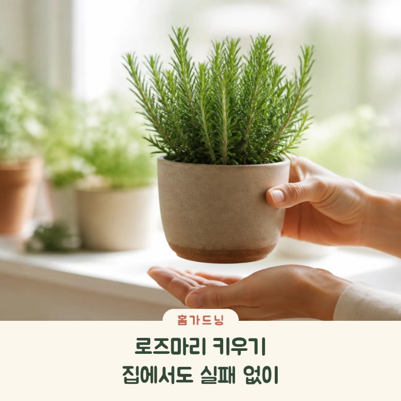 로즈마리 키우기, 집에서도 실패없이 잘 키워요