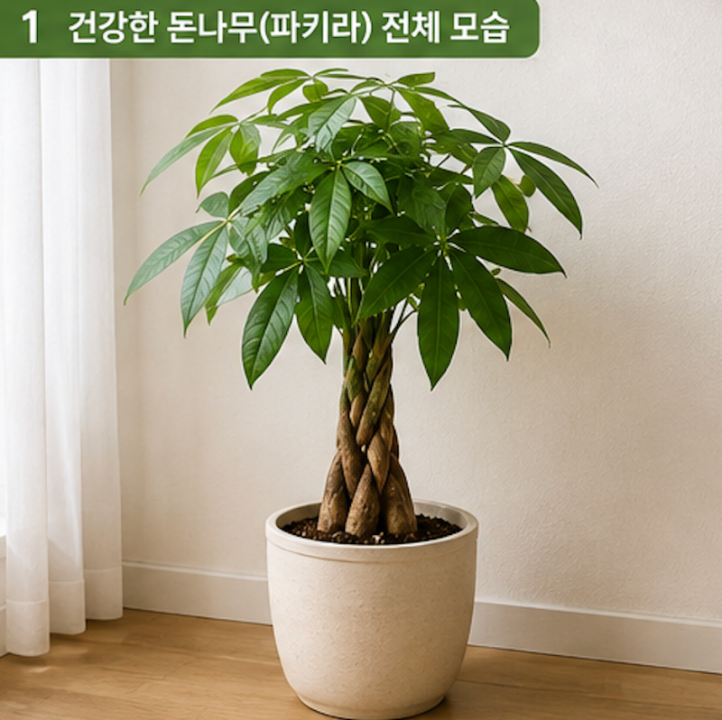 돈나무 키우기, 물주기부터 가지치기까지 오래 건강하게 관리하는 방법