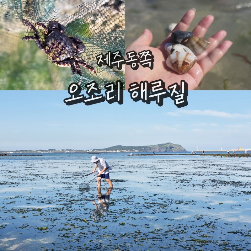 제주 동쪽 가볼만한곳 제주도 해루질 오조리 조개 보말 게