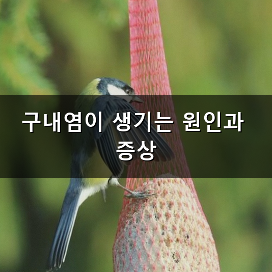 고양이 구내염 발치 고민할 때 알면 좋은 점