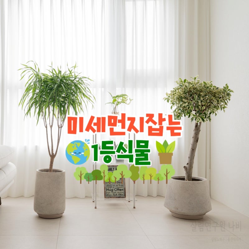 미세먼지 잡는 실내 공기정화식물 벤자민나무 키우기