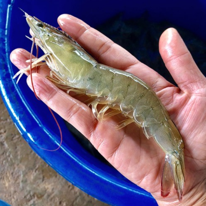 무더운 8월에 만나는 가을 별미! 국산 흰다리 활새우 회 먹는 법과 보관 꿀팁