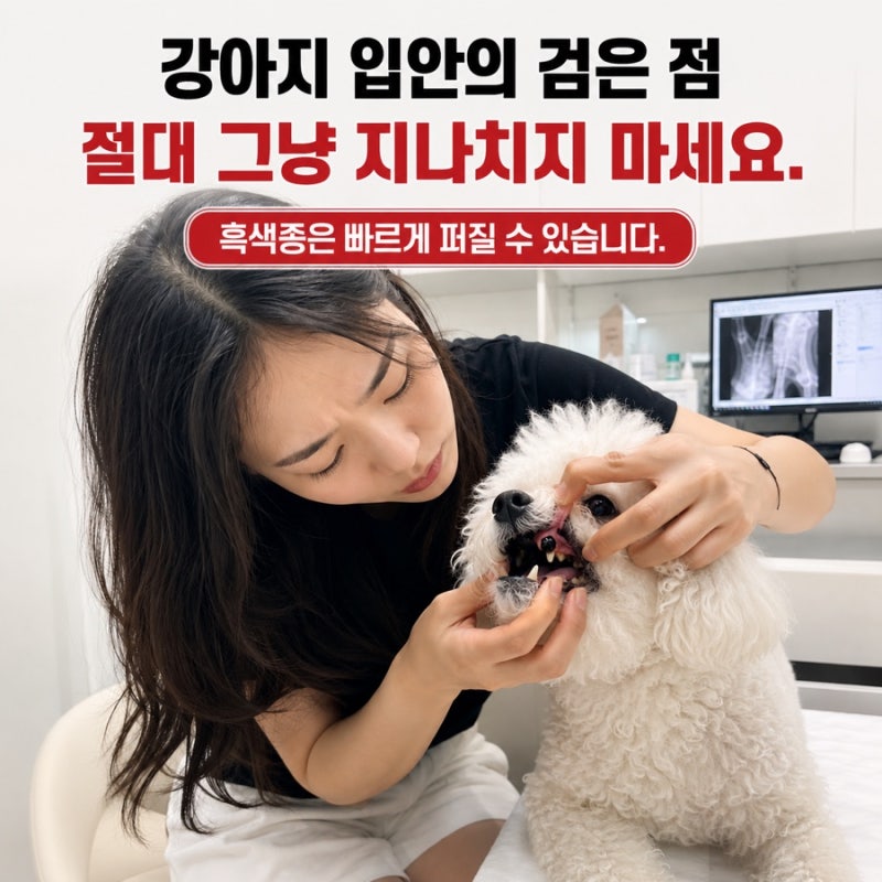 “강아지 입안에 검은 점이 보였다면 절대 넘기지 마세요. 피부암보다 무서운 ‘흑색종’의 ....