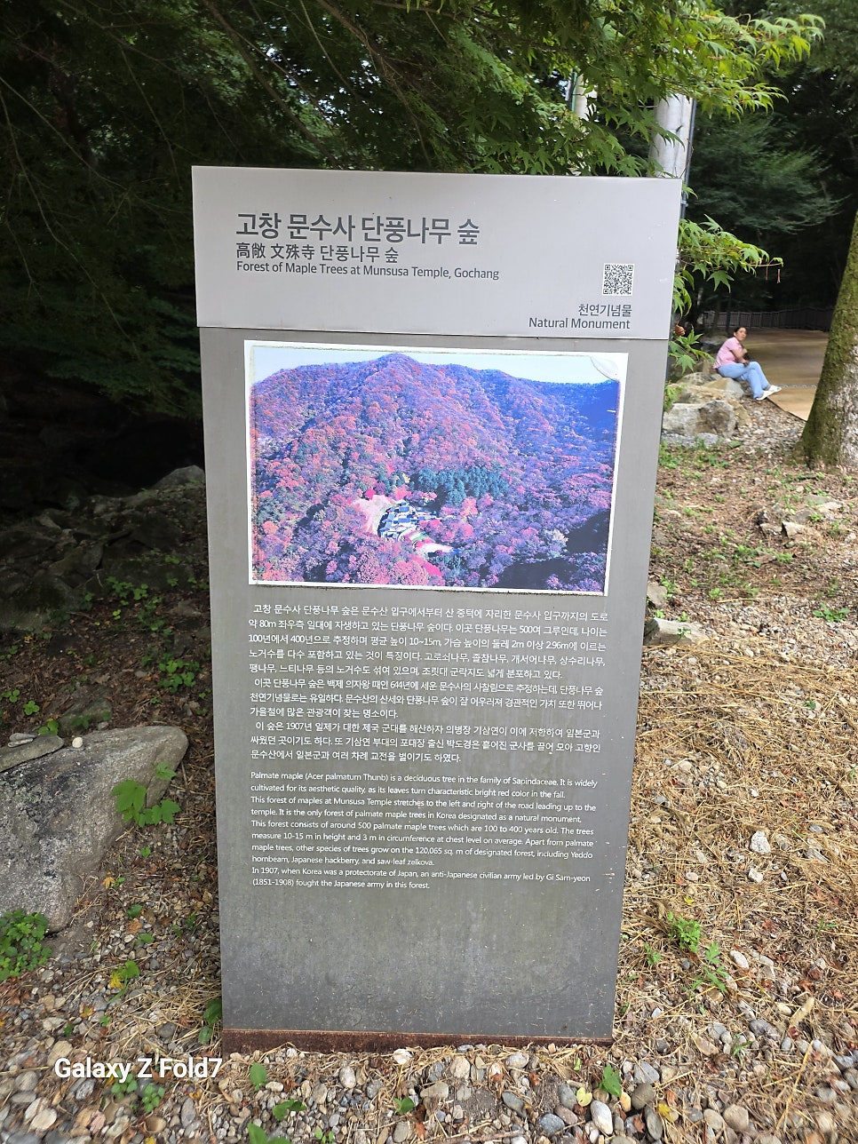 고창 문수사 단풍나무 숲 사진 1