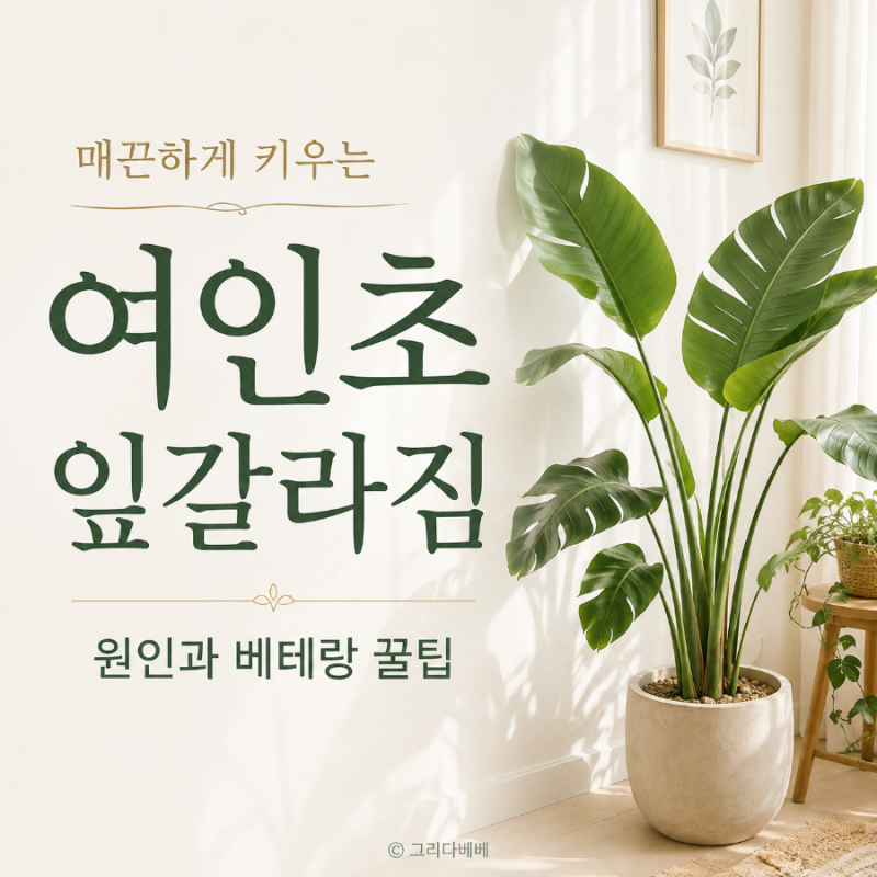 여인초 잎갈라짐 원인, 매끈하게 키우는 베테랑 꿀팁