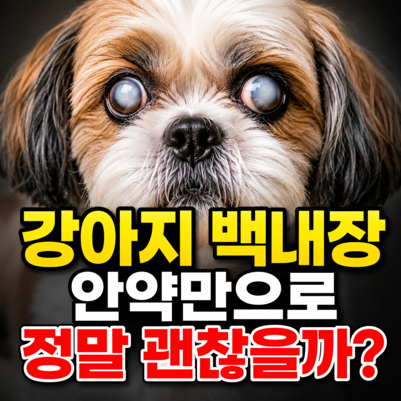 강아지 백내장 증상 및 강아지백내장안약 사용 효과는?