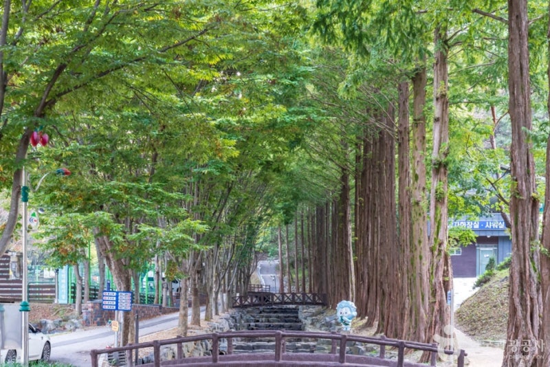 올여름 무더위 피할 전국구 인생 계곡 6곳 및 자연휴양림 5곳 총정리
