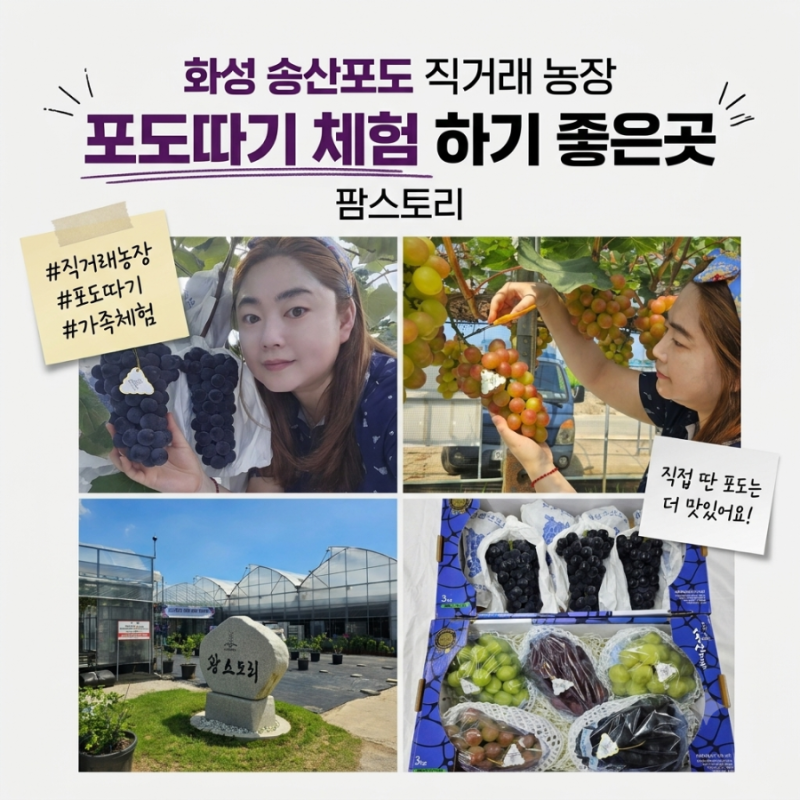 화성 송산포도 직거래 농장 포도따기 체험 하기 좋은곳 팜스토리