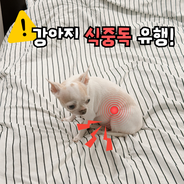 강아지 여름 배탈 주의! 장염 식중독 증상