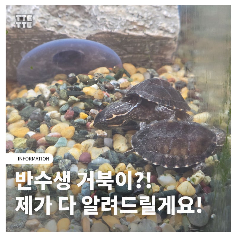 "육지거북이인 줄 알았죠?" 반수생거북이 키우기 전 꼭 알아야 할 종류와 먹이
